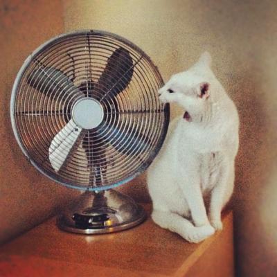 Yawning Cat Number 233